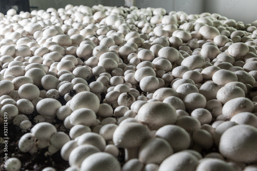 Champignons growing on a mushroom farm Champignons growing on a mushroom farm