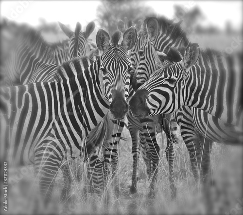Tanzania trio of zebras looking B&W