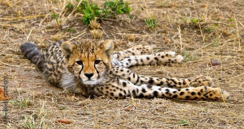 Tanzania cheetah looking at camera