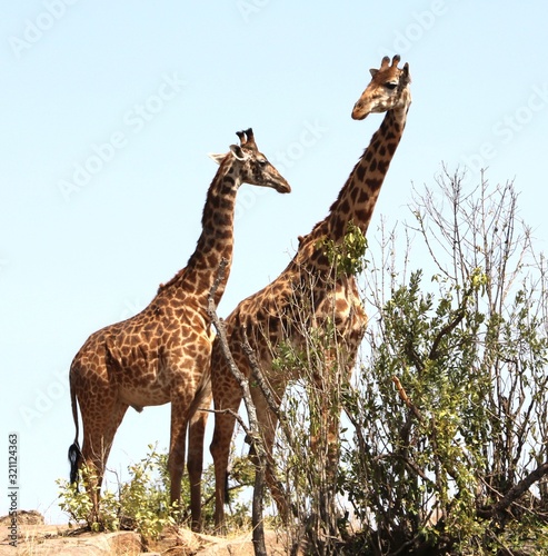 Tanzania giraffes looking at each other