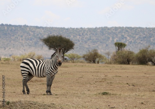 Tanzania zebra looking