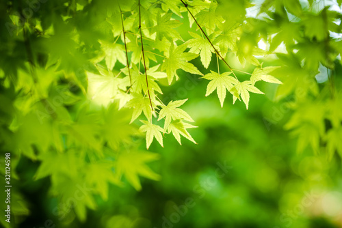 Green Japanese Maple Leaves On Blurred Background