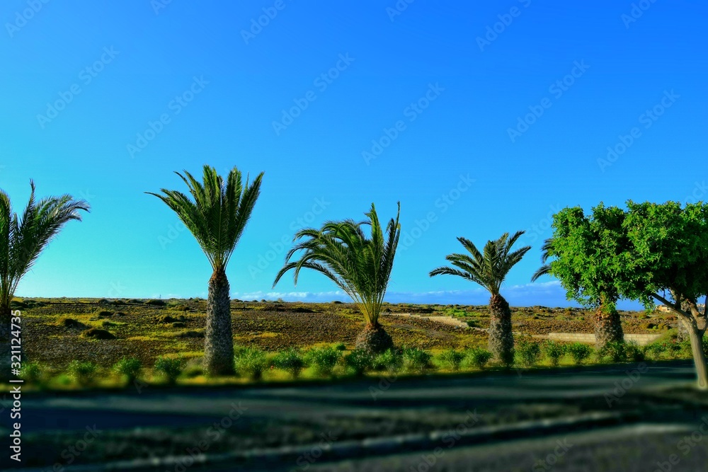 wide asphalt road on the Spanish Canary Island Fuerteventura with palm trees
