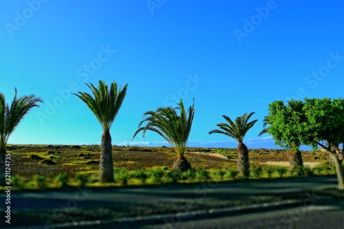 wide asphalt road on the Spanish Canary Island Fuerteventura with palm trees © Joanna Redesiuk