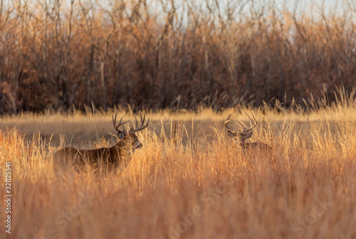 Pair of Rutting Whitetail Deer Bucks in Colorado in Fall