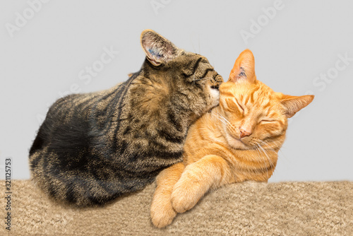 One cat grooming another cat.