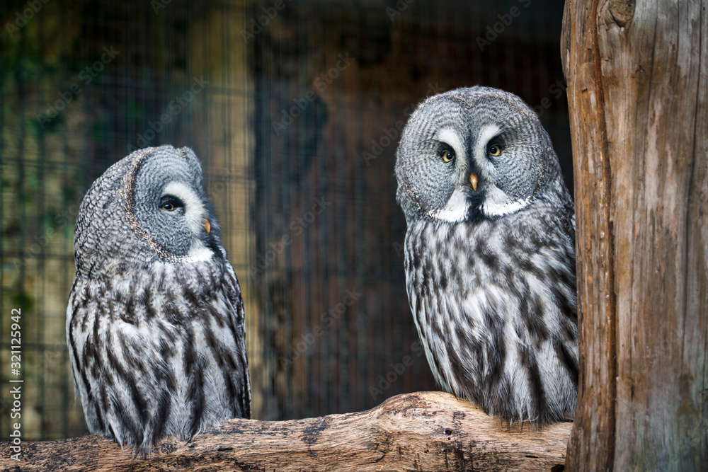 Fototapeta premium great grey owl yellow eyes
