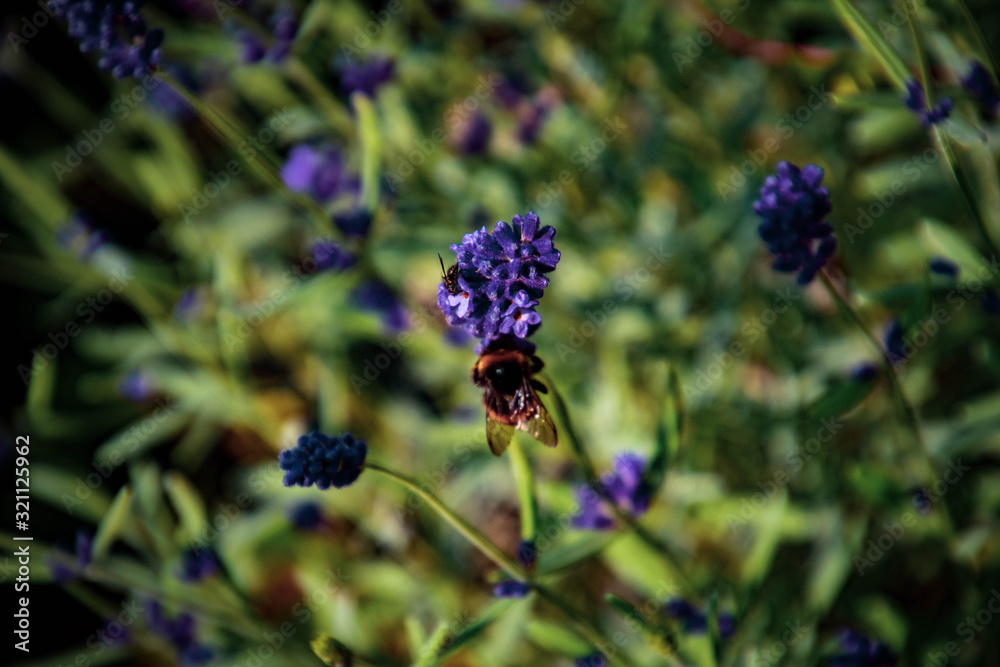 purple summer lavender flowers in the garden among green leaves on a warm sunny day purple summer lavender flowers in the garden among green leaves on a warm sunny day