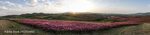 Sunset on flowers in Southern Italian Countryside  Basilicata 