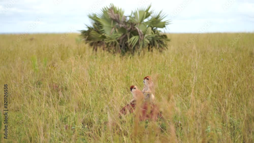 one monkey is scratching and looking for fleas in another monkey sitting in the tall grass of the African savanna