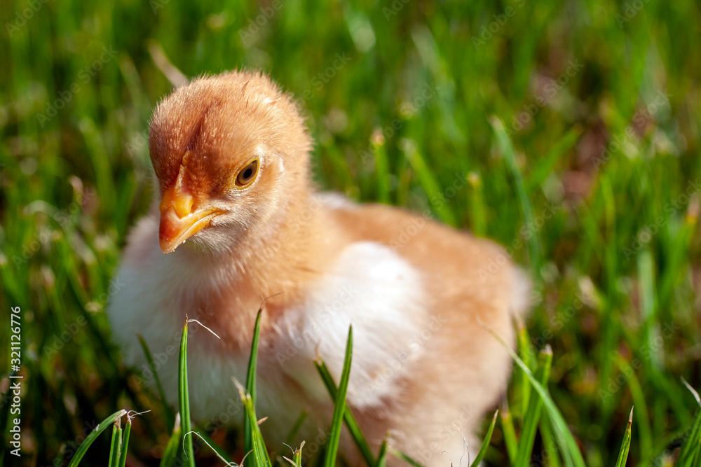 Newborn chick in the grass Newborn chick in the grass