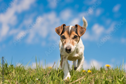 Jack Russell Terrier dog on a meadwon in front of blue sky