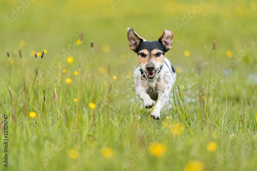Dog running over dripping wet meadow - jack russell terrier seven years old