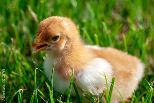 Newborn chick in the grass