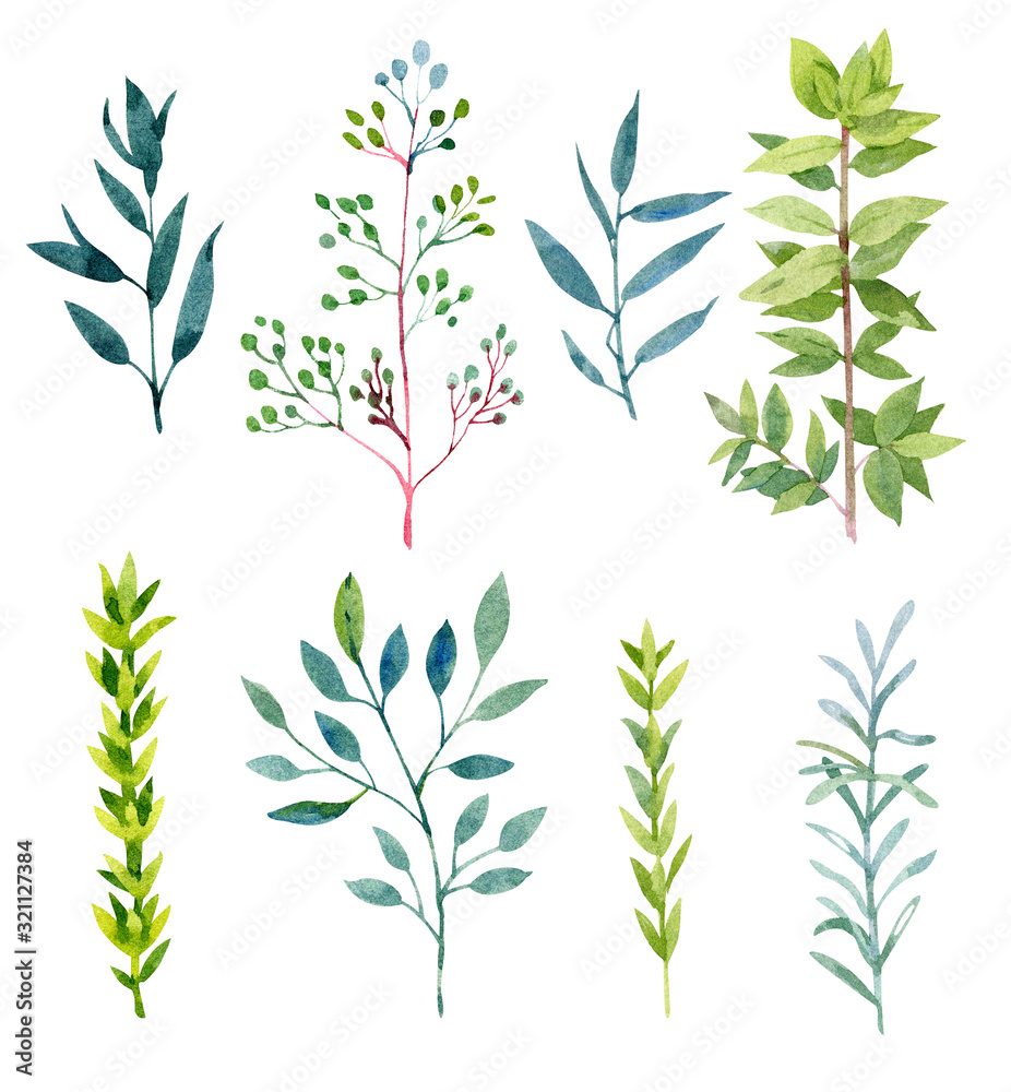 Collection of green watercolor plants. Isolated on white. Botanical illustration for your design