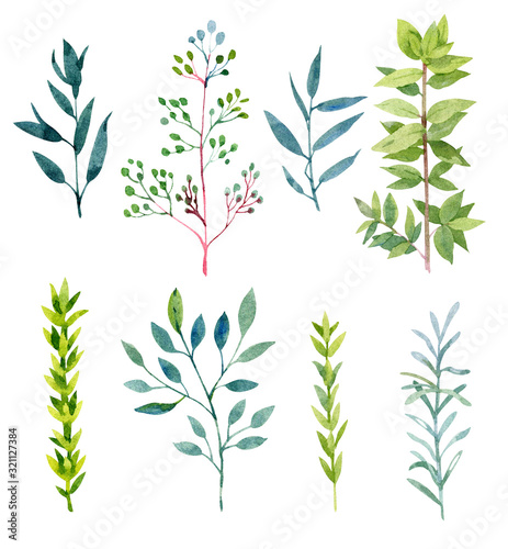 Collection of green watercolor plants. Isolated on white. Botanical illustration for your design