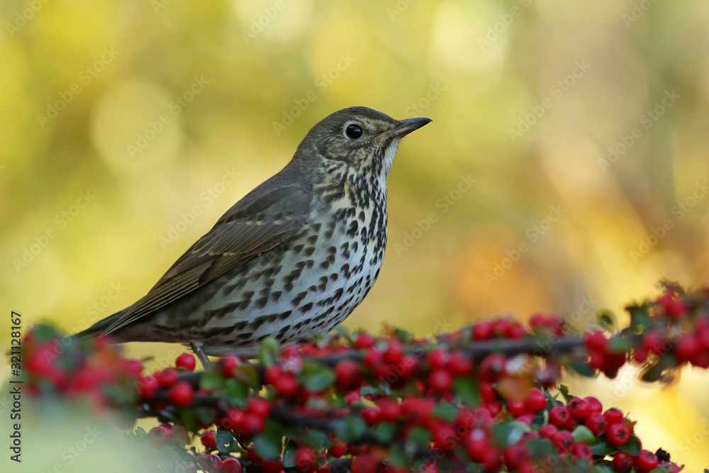 bird on a branch bird on a branch