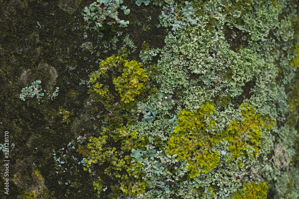 tree bark with green foliose lichen background tree bark with green foliose lichen background