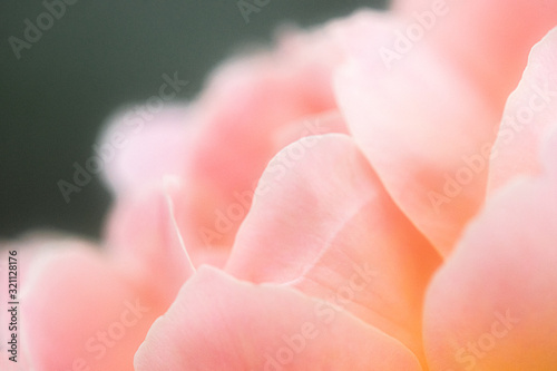 Rose petals © bpete914