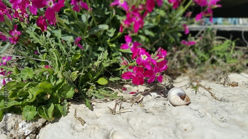 Flowers and snail