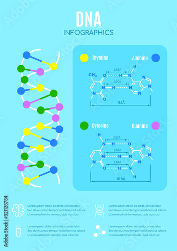 DNA structure and nucleotide base, education vector infographic