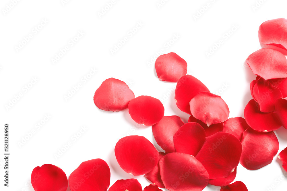 Fresh red rose petals on white background, top view Fresh red rose petals on white background, top view