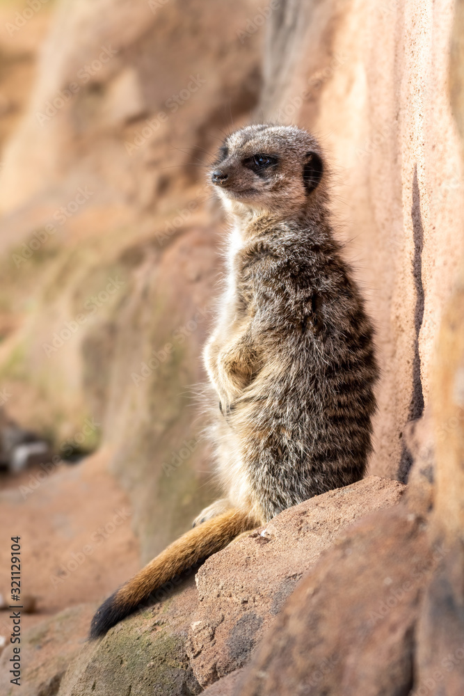 Fototapeta premium Meerkat Resting against a Wall