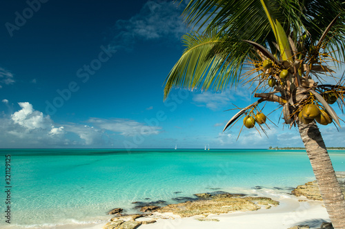 Fototapeta Naklejka Na Ścianę i Meble -  Palm and the blue, Long Island Bahamas