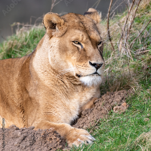 Beautiful Female Lion Resting on Grass