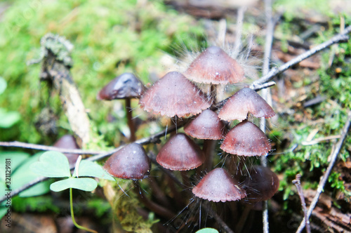 мистические грибы с волосиками колючие