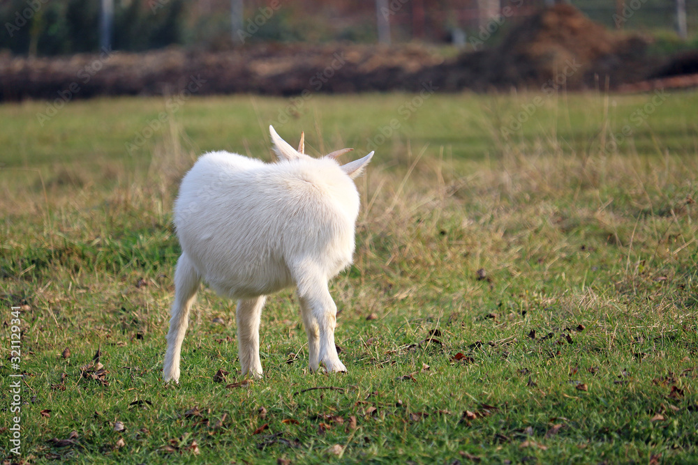 Obraz premium domestic goats