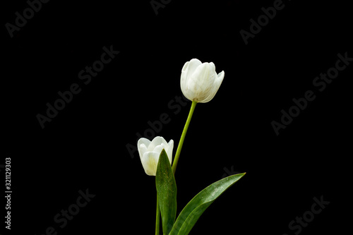 white tulips © Azahara MarcosDeLeon
