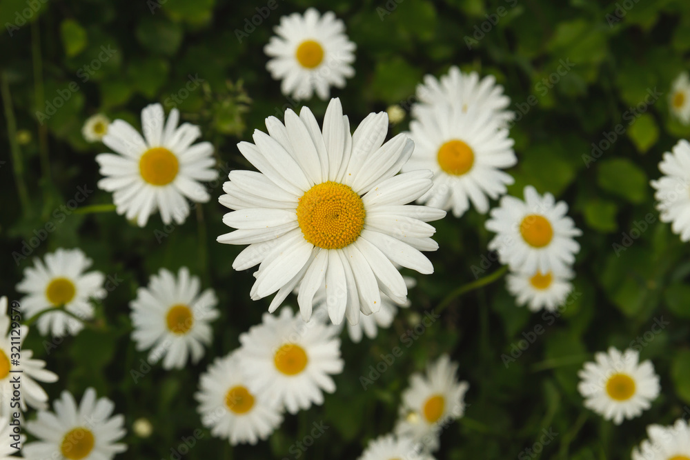 white daisies white daisies