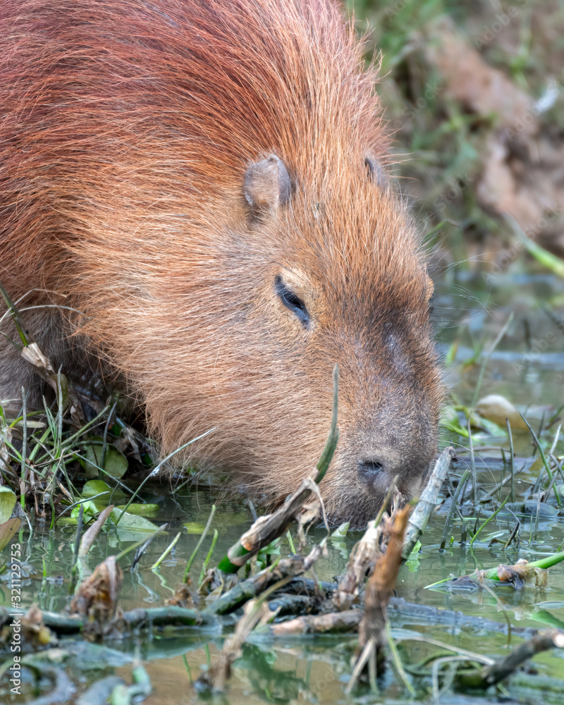 Capybara Standing near the Waters Edge Capybara Standing near the Waters Edge