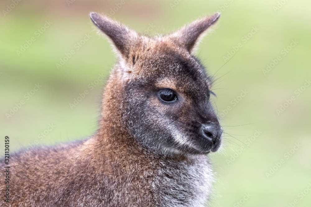 Head Portrait of a Wallaby