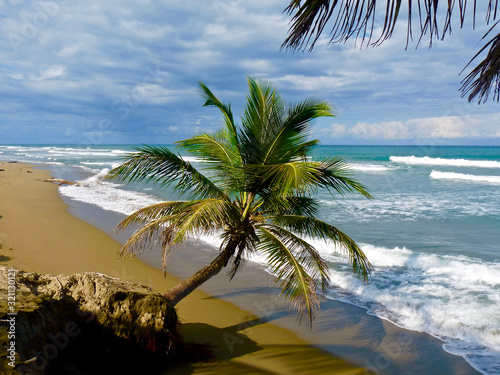 Beach Palm Tropical Sea Tree Sand Cabarete in the Dominican Republic - POP