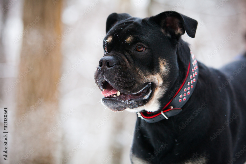 Cadebo dog, black and tan in winter, portrait