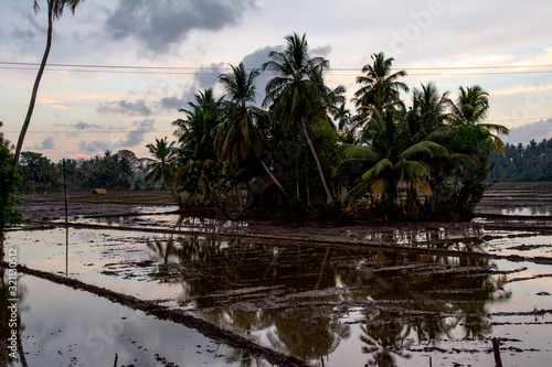 Islet of palms in the middle of a rice field in Tissamaharama, Sri Lanka