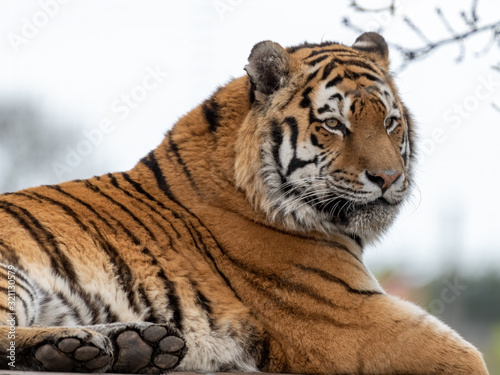 Powerful Amur Tiger Resting on Grass