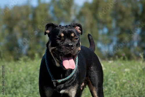Dog breed Cadebo, black and tan in summer