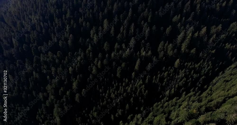 Aerial drone shot of evergreen forest, Kniebis, Baden-Wuerttemberg, Germany