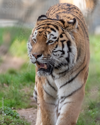 Front View of a Amur Tiger © Ian