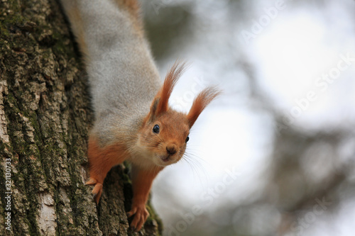 Cute squirrel on a tree portrait © yanakoroleva27