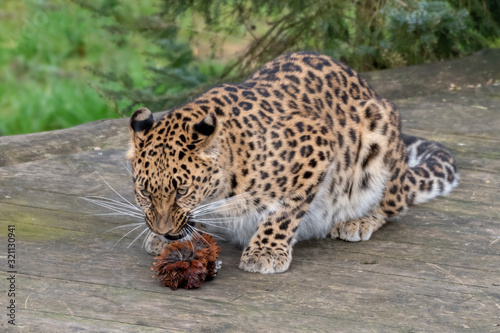 Majestic Amur Leopard Feeding on a Pheasant