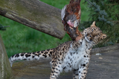 Majestic Amur Leopard Feeding on a Pheasant © Ian