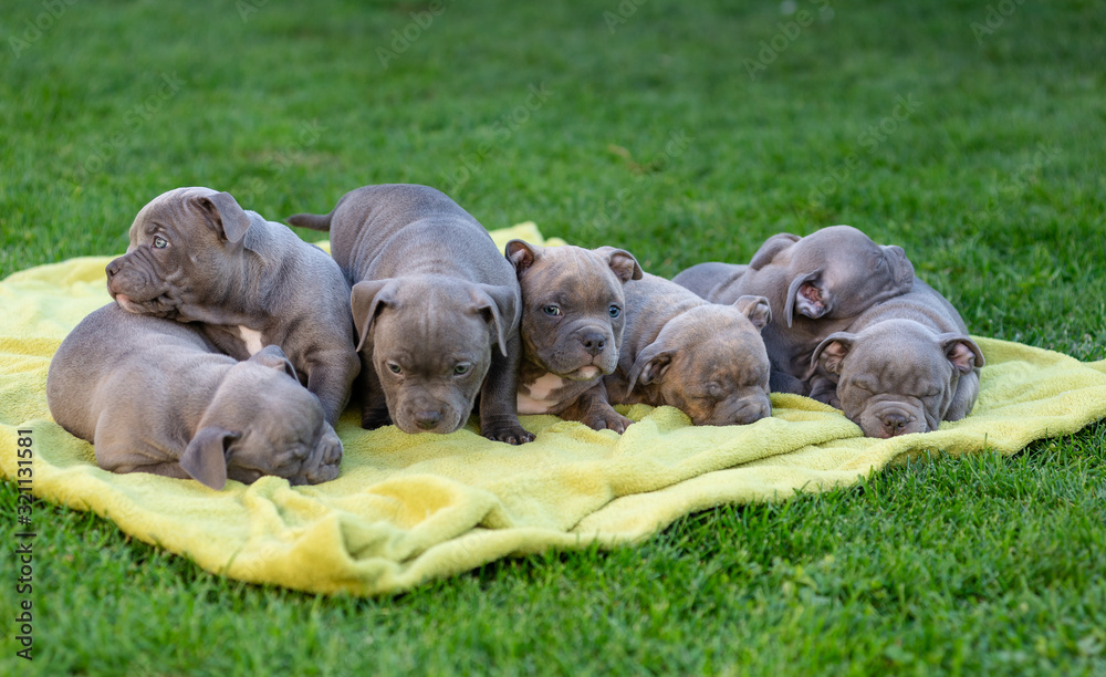 American bulli puppies fall asleep on a grass rug in a park.