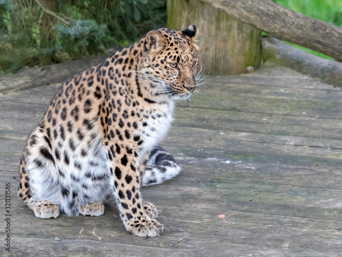 Majestic Amur Leopard Feeding on a Pheasant