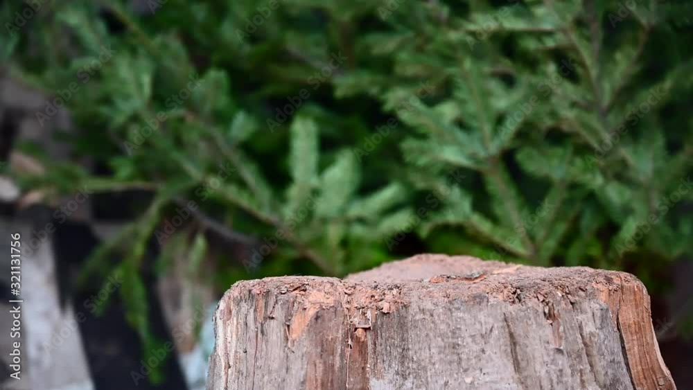 Lumberjack dropping his steel ax on a log and stays stuck. Lumberjack dropping his steel ax on a log and stays stuck.