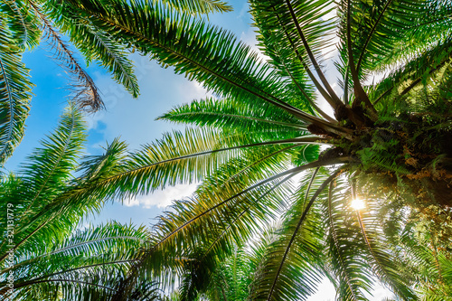 Palm plantation. Trees with large leaves on a clear sky background