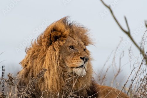 Large Male Lion Resting in Grass